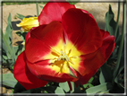 foto Fiori